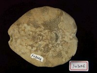 布萊恩海膽藏品圖，第4張